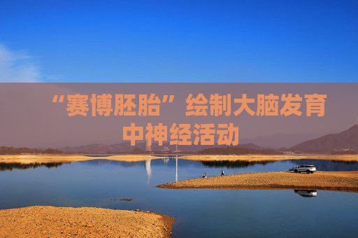 “赛博胚胎”绘制大脑发育中神经活动