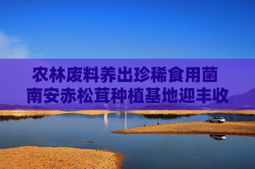 农林废料养出珍稀食用菌 南安赤松茸种植基地迎丰收