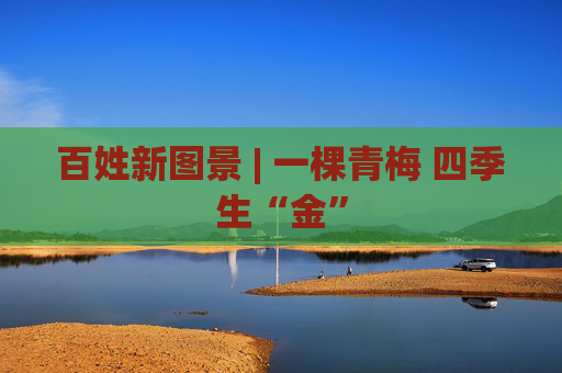 百姓新图景 | 一棵青梅 四季生“金”