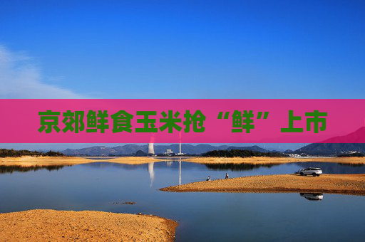 京郊鲜食玉米抢“鲜”上市