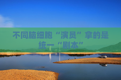 不同脑细胞“演员”拿的是统一“剧本”