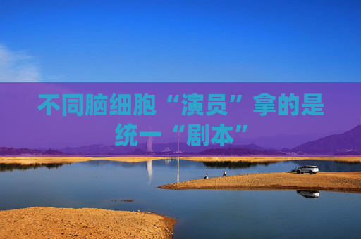 不同脑细胞“演员”拿的是统一“剧本”