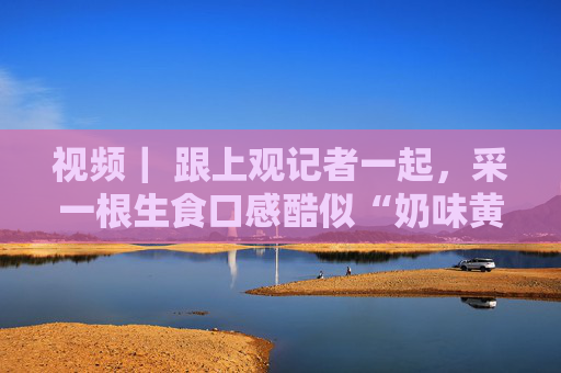 视频｜ 跟上观记者一起，采一根生食口感酷似“奶味黄瓜”的练塘茭白！