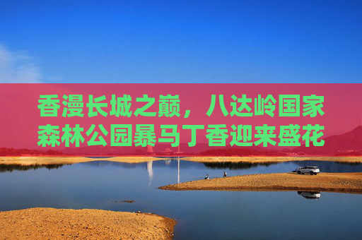 香漫长城之巅，八达岭国家森林公园暴马丁香迎来盛花期