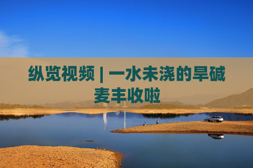 纵览视频 | 一水未浇的旱碱麦丰收啦
