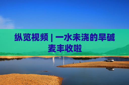 纵览视频 | 一水未浇的旱碱麦丰收啦