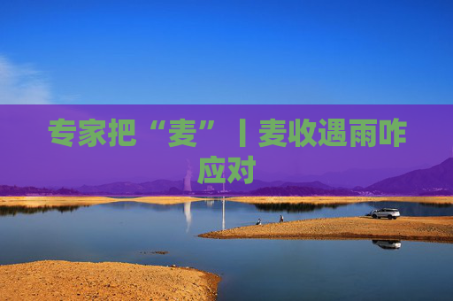 专家把“麦”丨麦收遇雨咋应对