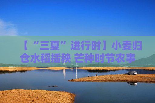 【“三夏”进行时】小麦归仓水稻插秧 芒种时节农事忙