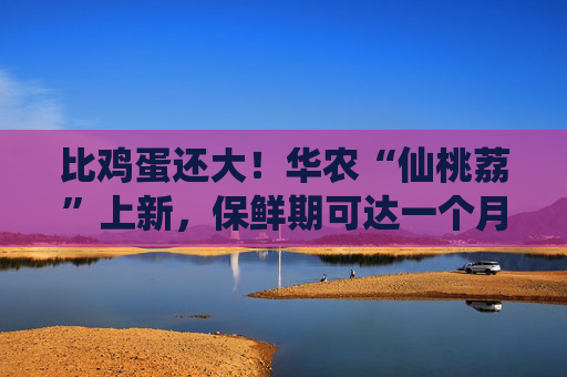 比鸡蛋还大！华农“仙桃荔”上新，保鲜期可达一个月