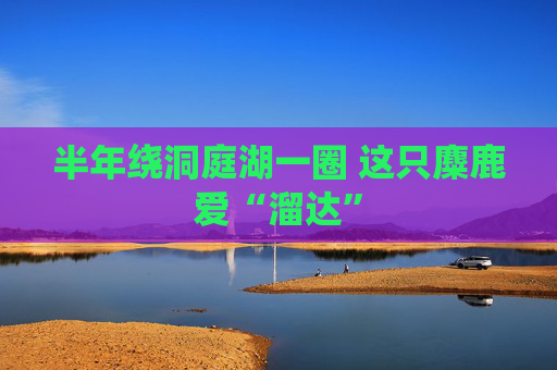 半年绕洞庭湖一圈 这只麋鹿爱“溜达”