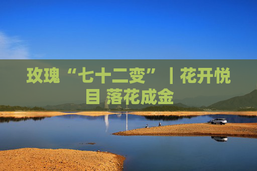 玫瑰“七十二变”｜花开悦目 落花成金