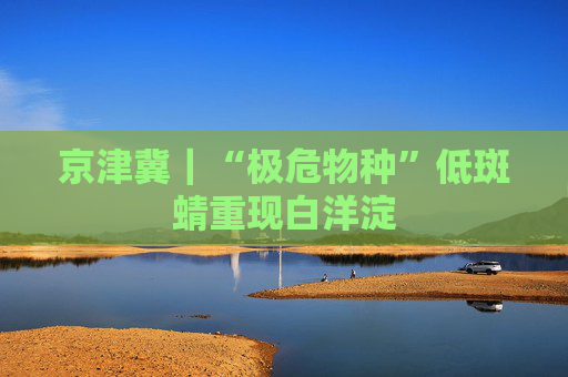 京津冀｜“极危物种”低斑蜻重现白洋淀