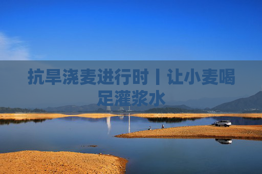 抗旱浇麦进行时丨让小麦喝足灌浆水