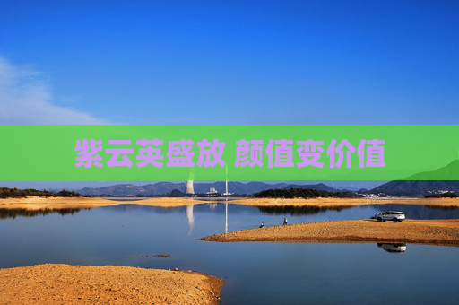 紫云英盛放 颜值变价值