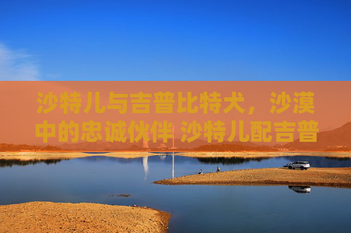 沙特儿与吉普比特犬，沙漠中的忠诚伙伴 沙特儿配吉普比特犬