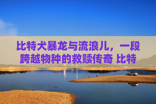 比特犬暴龙与流浪儿，一段跨越物种的救赎传奇 比特犬流浪儿之暴龙