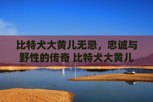 比特犬大黄儿无忌，忠诚与野性的传奇 比特犬大黄儿无忌