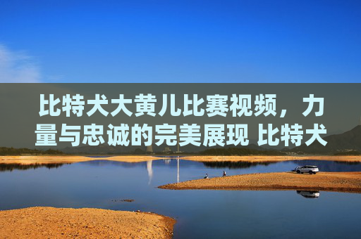 比特犬大黄儿比赛视频，力量与忠诚的完美展现 比特犬大黄儿比赛视频