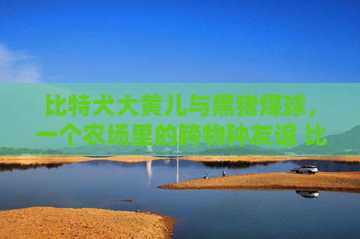 比特犬大黄儿与黑猪煤球，一个农场里的跨物种友谊 比特犬大黄儿黑猪
