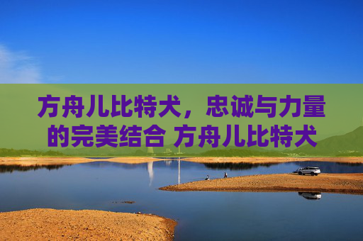 方舟儿比特犬，忠诚与力量的完美结合 方舟儿比特犬