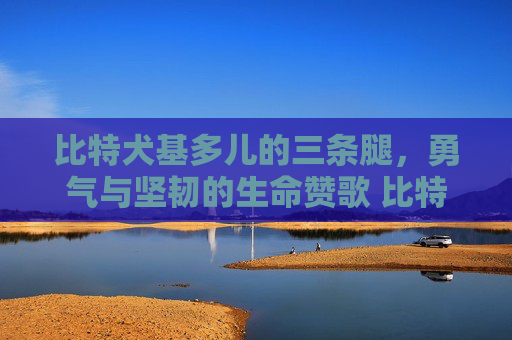 比特犬基多儿的三条腿，勇气与坚韧的生命赞歌 比特犬基多儿三条腿