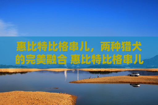 惠比特比格串儿，两种猎犬的完美融合 惠比特比格串儿