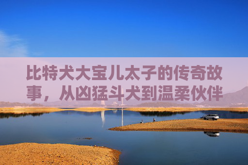 比特犬大宝儿太子的传奇故事，从凶猛斗犬到温柔伙伴 比特犬大宝儿太子