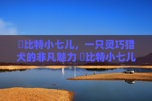 恵比特小七儿，一只灵巧猎犬的非凡魅力 恵比特小七儿
