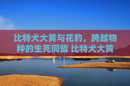 比特犬大黄与花豹，跨越物种的生死同盟 比特犬大黄儿花豹