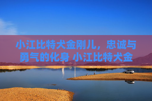 小江比特犬金刚儿，忠诚与勇气的化身 小江比特犬金刚儿