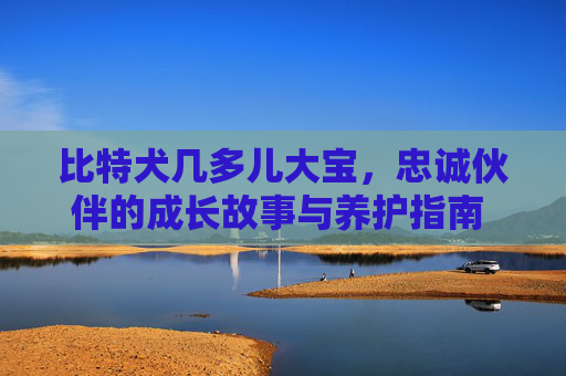 比特犬几多儿大宝，忠诚伙伴的成长故事与养护指南 比特犬几多儿大宝