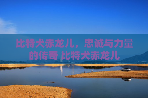 比特犬赤龙儿，忠诚与力量的传奇 比特犬赤龙儿