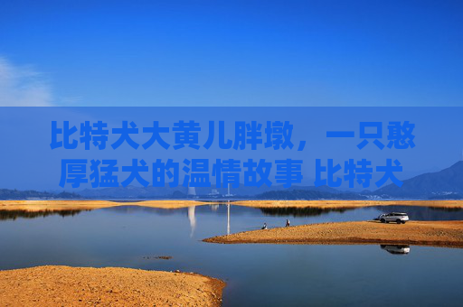比特犬大黄儿胖墩，一只憨厚猛犬的温情故事 比特犬大黄儿胖墩