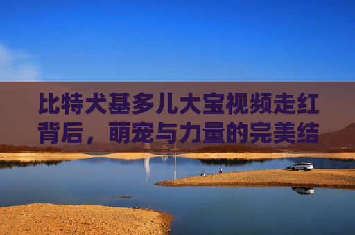 比特犬基多儿大宝视频走红背后，萌宠与力量的完美结合 比特犬基多儿大宝视频