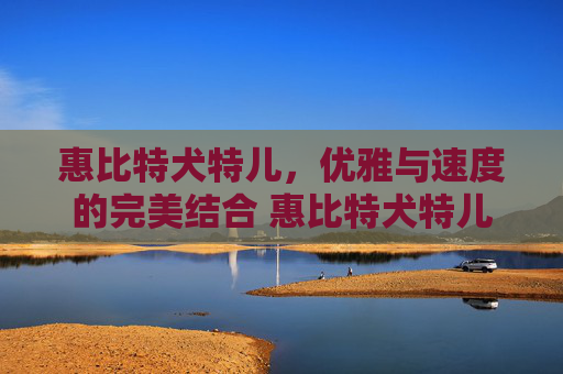 惠比特犬特儿，优雅与速度的完美结合 惠比特犬特儿