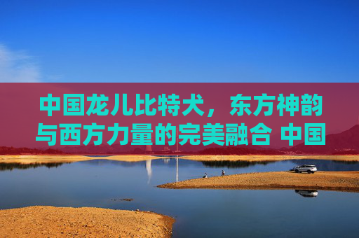 中国龙儿比特犬，东方神韵与西方力量的完美融合 中国龙儿比特犬