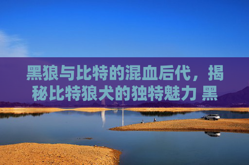 黑狼与比特的混血后代，揭秘比特狼犬的独特魅力 黑狼和比特的串儿叫什么