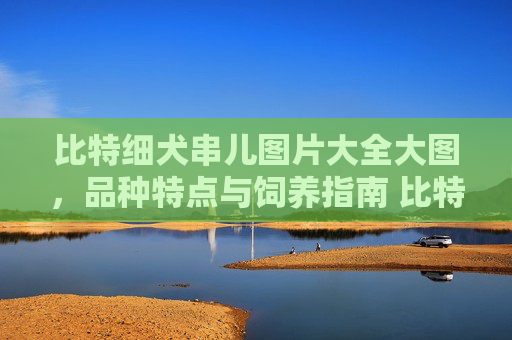 比特细犬串儿图片大全大图，品种特点与饲养指南 比特细犬串儿图片大全大图
