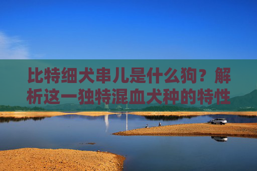 比特细犬串儿是什么狗？解析这一独特混血犬种的特性与饲养要点 比特细犬串儿是什么狗
