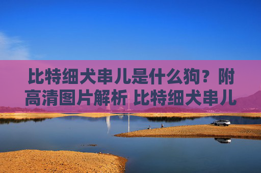 比特细犬串儿是什么狗？附高清图片解析 比特细犬串儿是什么狗图片