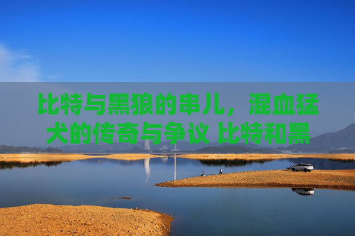 比特与黑狼的串儿，混血猛犬的传奇与争议 比特和黑狼的串儿
