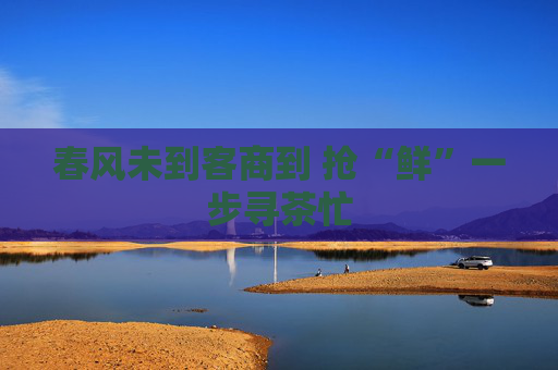 春风未到客商到 抢“鲜”一步寻茶忙