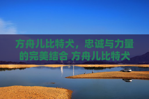 方舟儿比特犬，忠诚与力量的完美结合 方舟儿比特犬