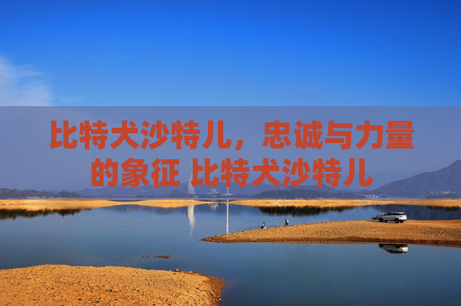 比特犬沙特儿，忠诚与力量的象征 比特犬沙特儿