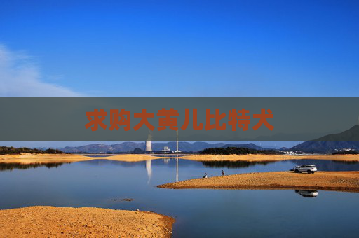 求购大黄儿比特犬