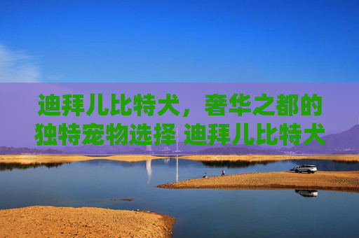 迪拜儿比特犬，奢华之都的独特宠物选择 迪拜儿比特犬