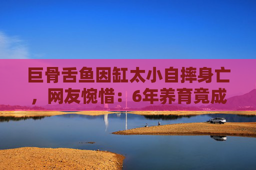 巨骨舌鱼因缸太小自摔身亡，网友惋惜：6年养育竟成空