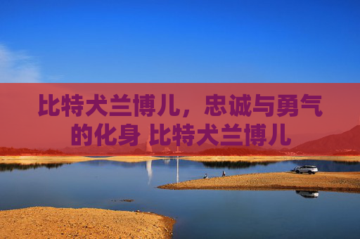 比特犬兰博儿，忠诚与勇气的化身 比特犬兰博儿