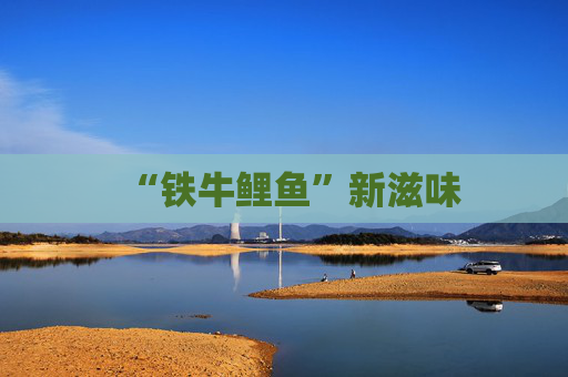 “铁牛鲤鱼”新滋味