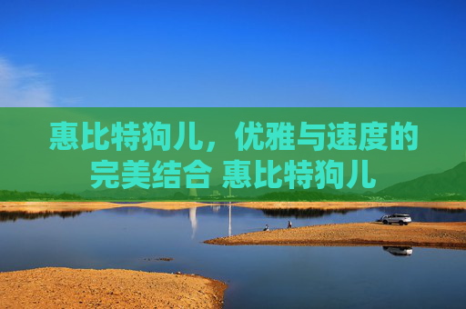 惠比特狗儿，优雅与速度的完美结合 惠比特狗儿